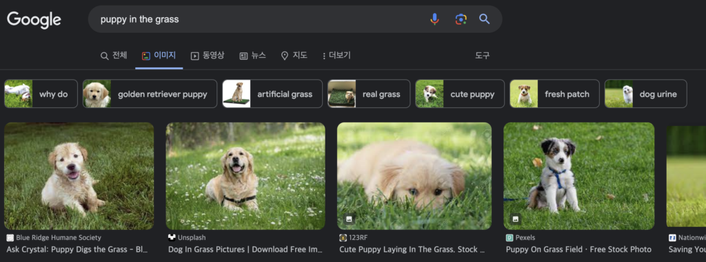 이미지 최적화 에시로 puppy in the gras로 이미지 검색한 결과